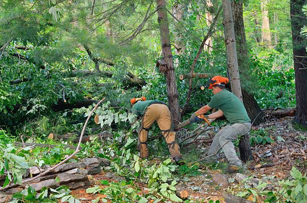 Best Tree Trimming and Pruning  in Smithville, TX