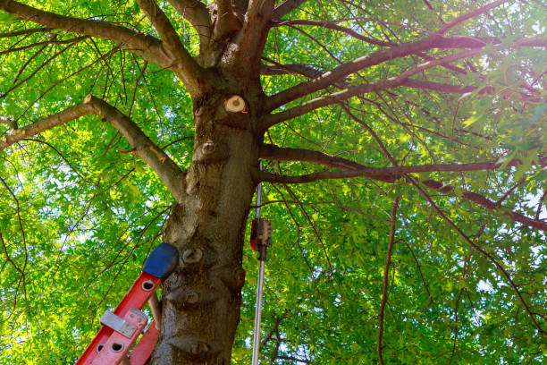 Best Tree Removal  in Smithville, TX